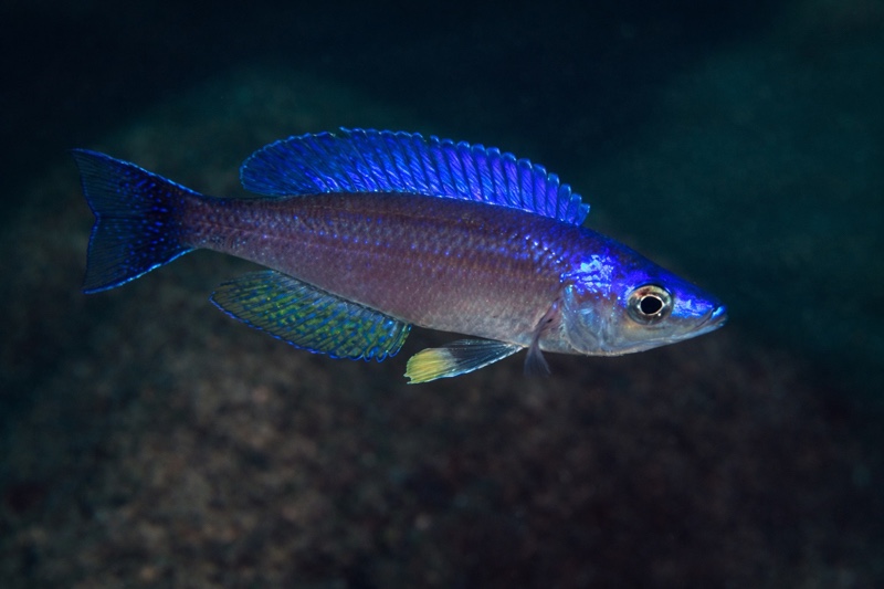 Cyprichromis leptosoma 'Luagala Point'